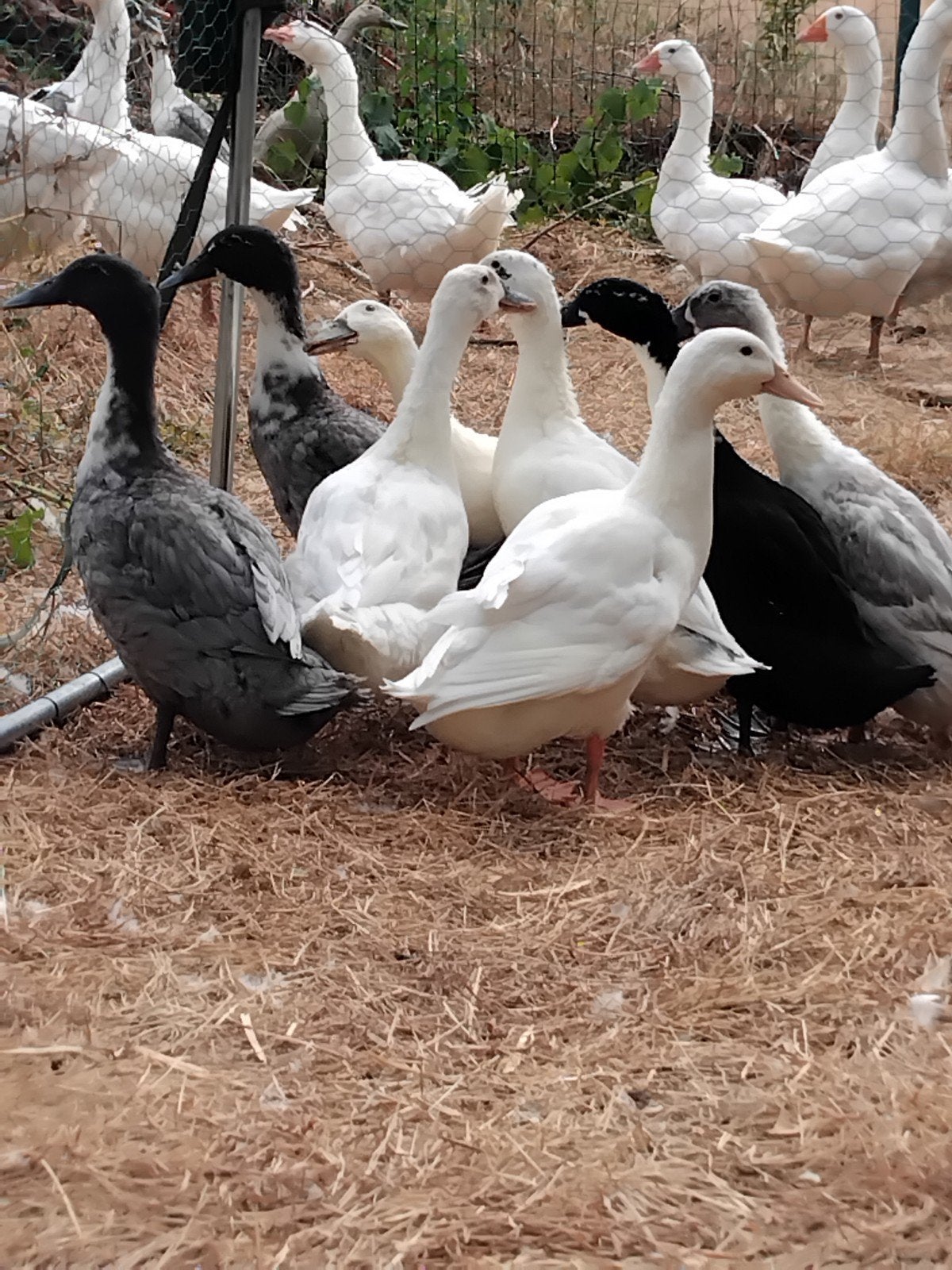 Jonge huttegemse loopeenden, Dieren en Toebehoren, Pluimvee