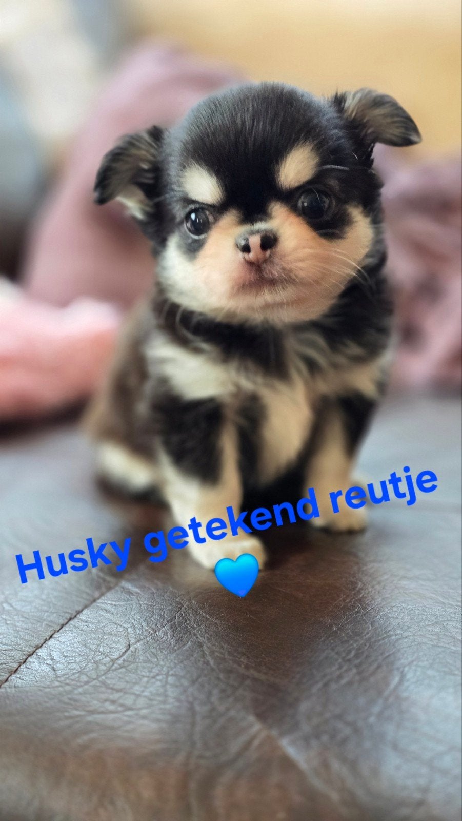 Prachtige langharige en korthaaar chihuahua pups, 8 à 15 semaines, Plusieurs, Éleveur | Loisir, Chihuahua