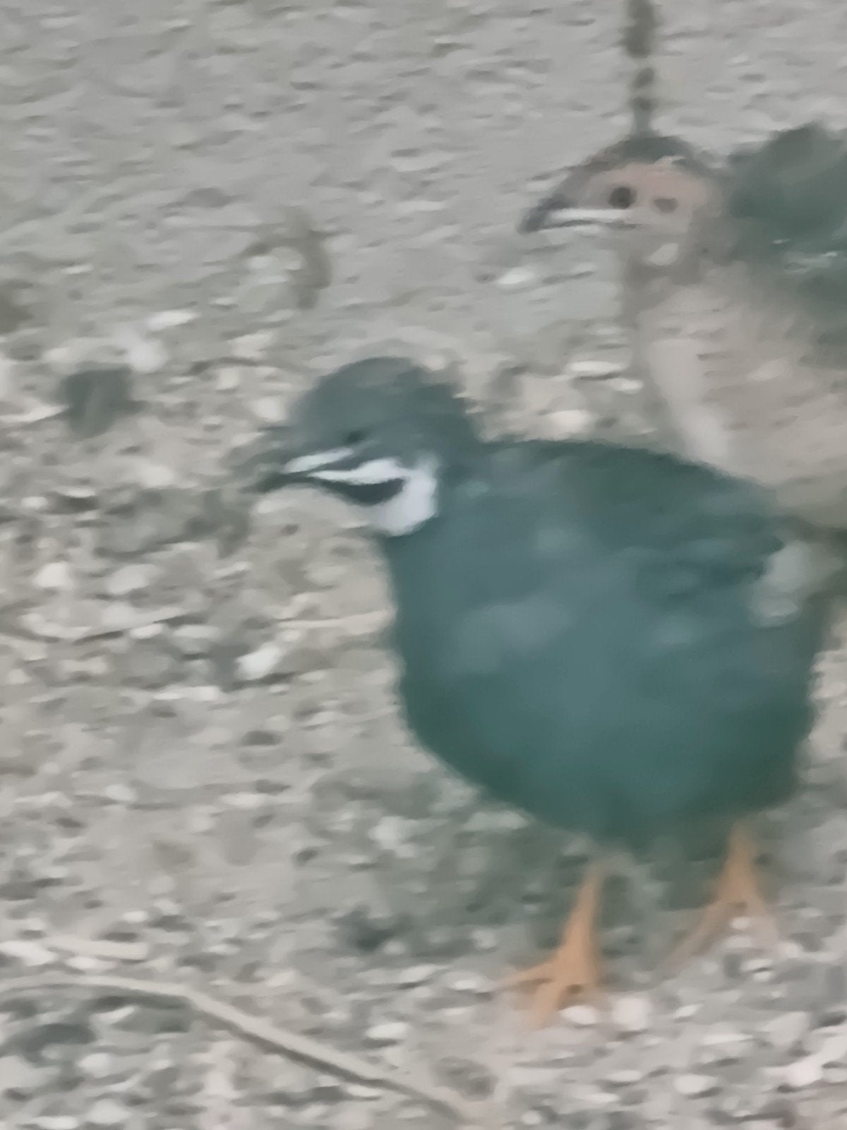 couple de cailles de Chine 2026, Dieren en Toebehoren, Pluimvee, Mannelijk