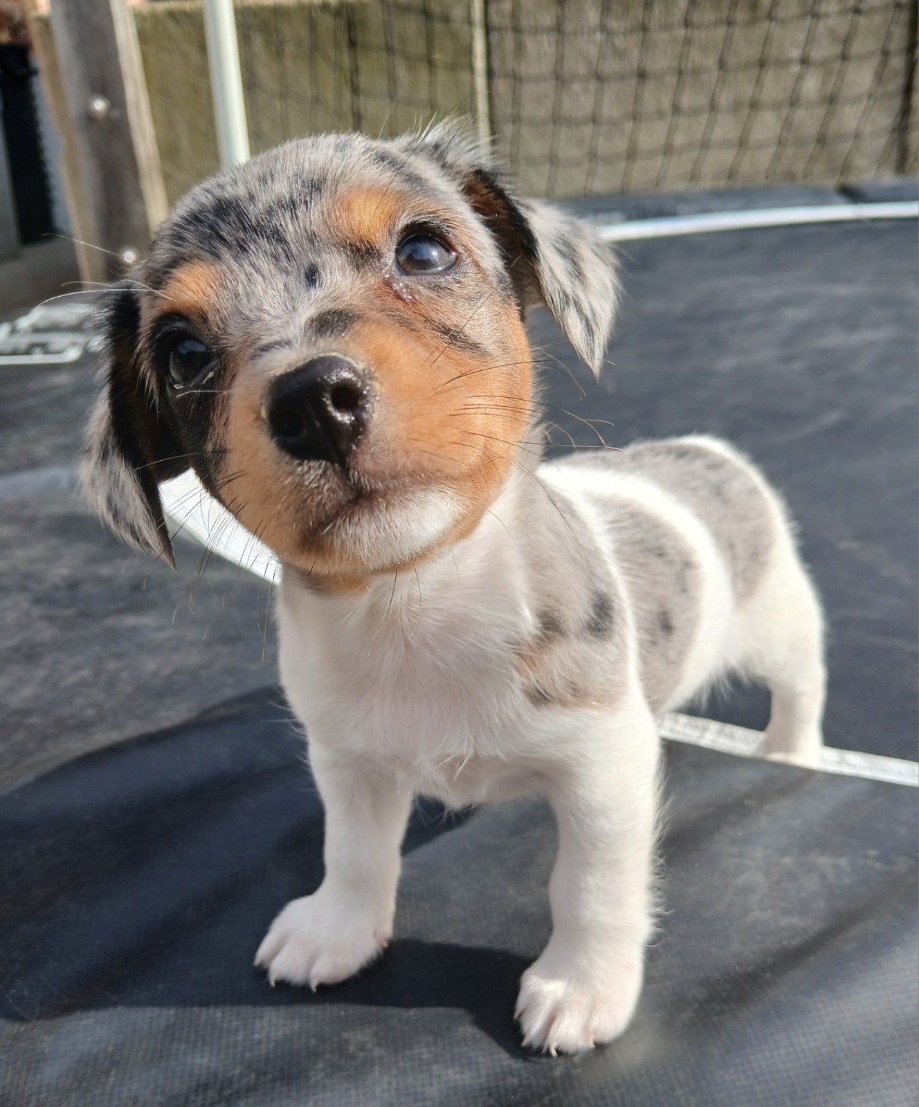 Jack Russel pups zoeken perfect nestje, Animaux & Accessoires, Chiens | Sans pedigree, Petit, Plusieurs animaux, Éleveur | Professionnel