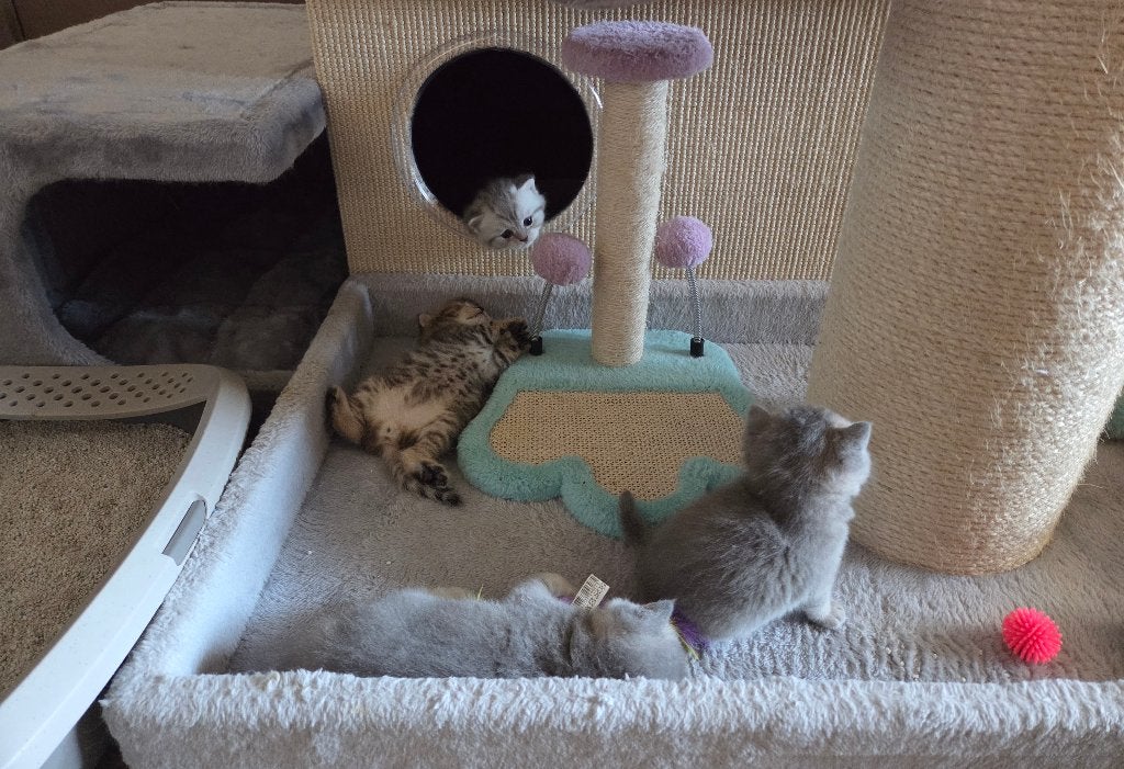 Britse Korthaar kittens – reserveren mogelijk, Plusieurs animaux, Avec pedigree, 0 à 2 ans
