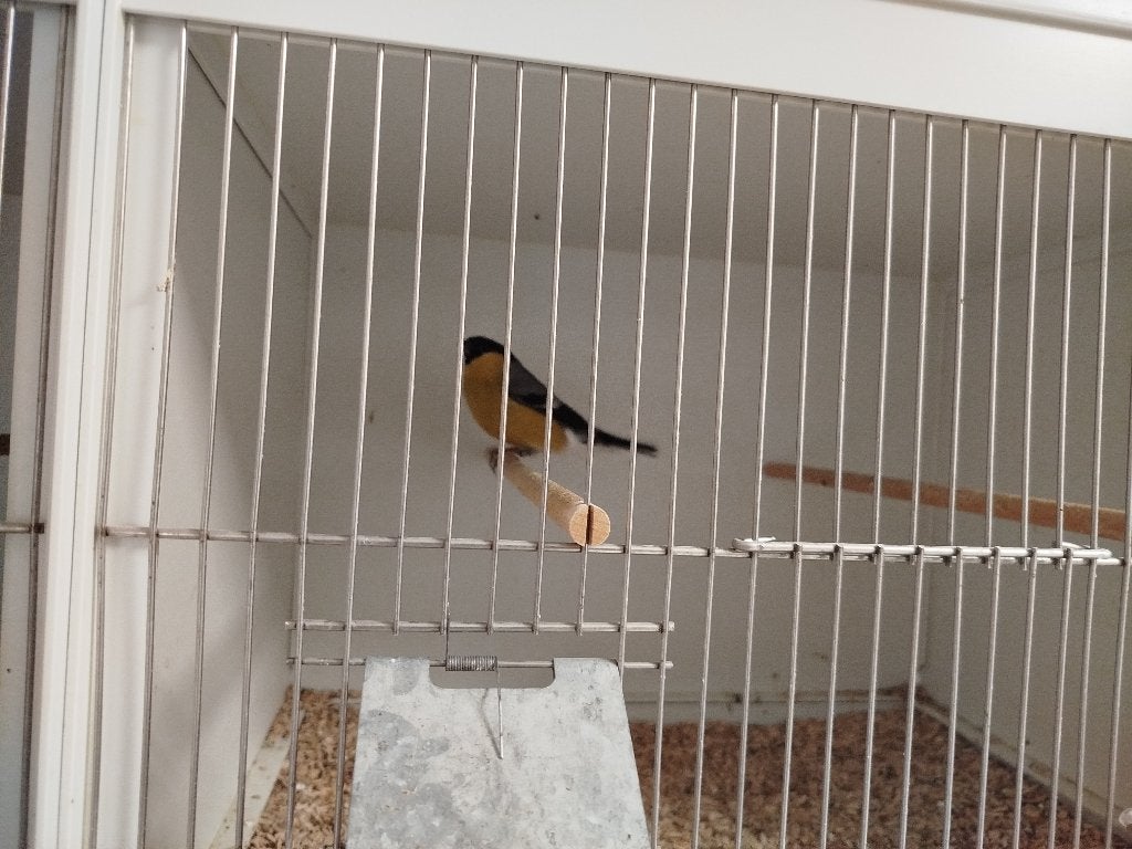 Gele goudvinkman, Dieren en Toebehoren, Vogels | Overige Vogels
