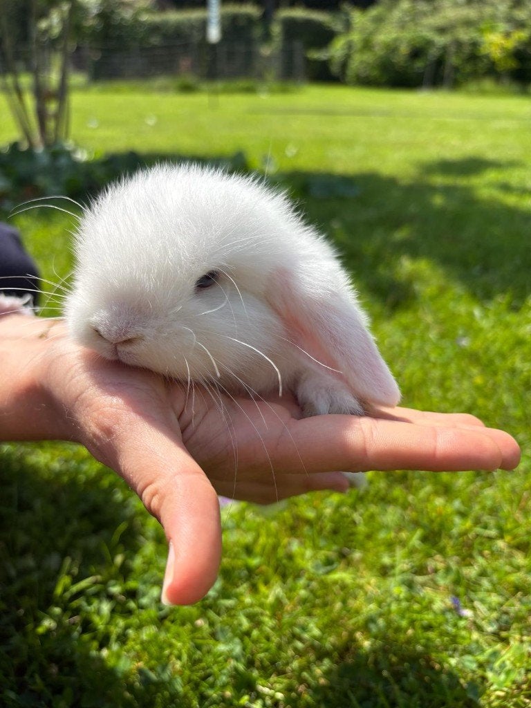 Dwerg hangoorkonijntjes, Dieren en Toebehoren, Meerdere dieren, Dwerg, Hangoor, 0 tot 2 jaar