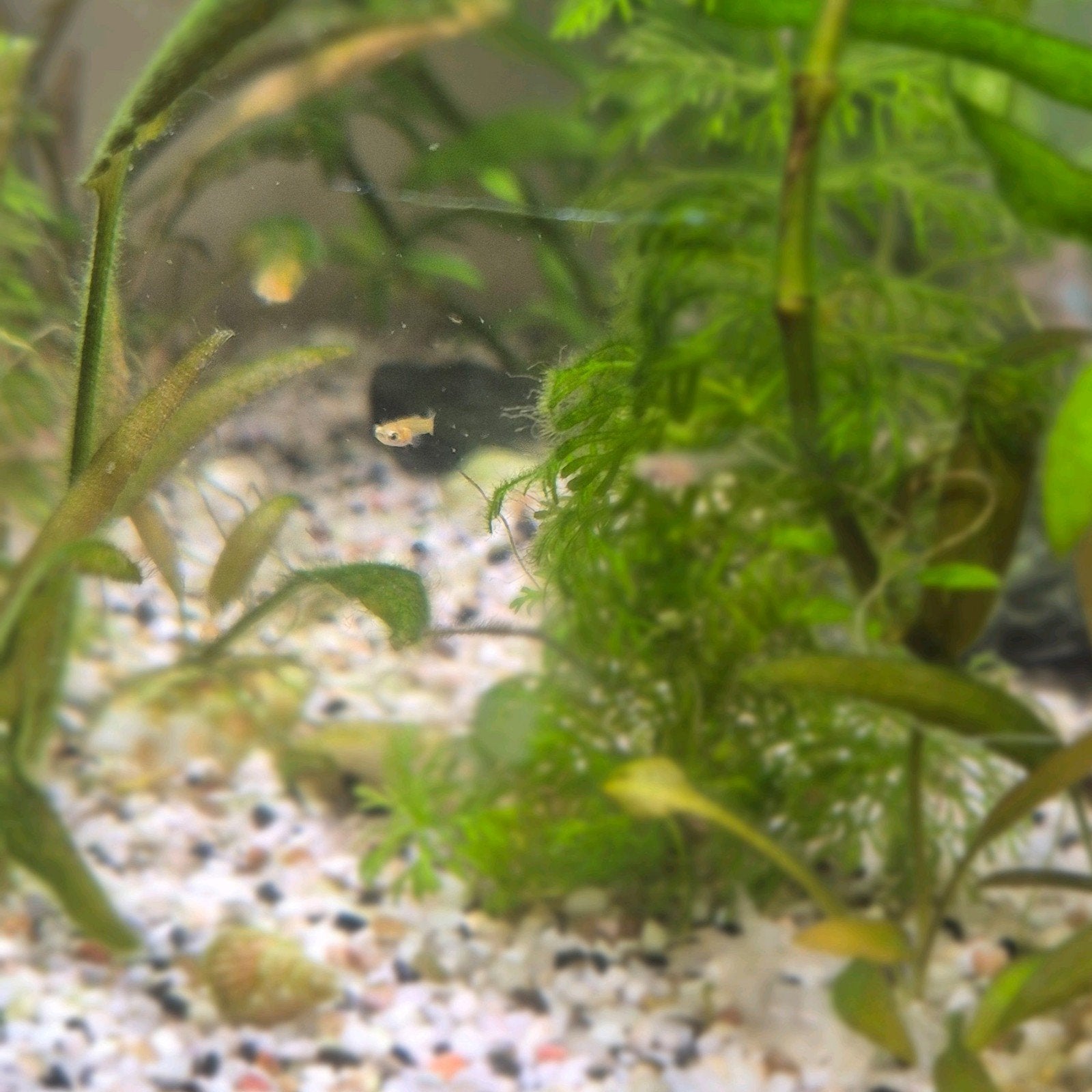 Baby guppies, Dieren en Toebehoren, Vis, Zoetwatervis