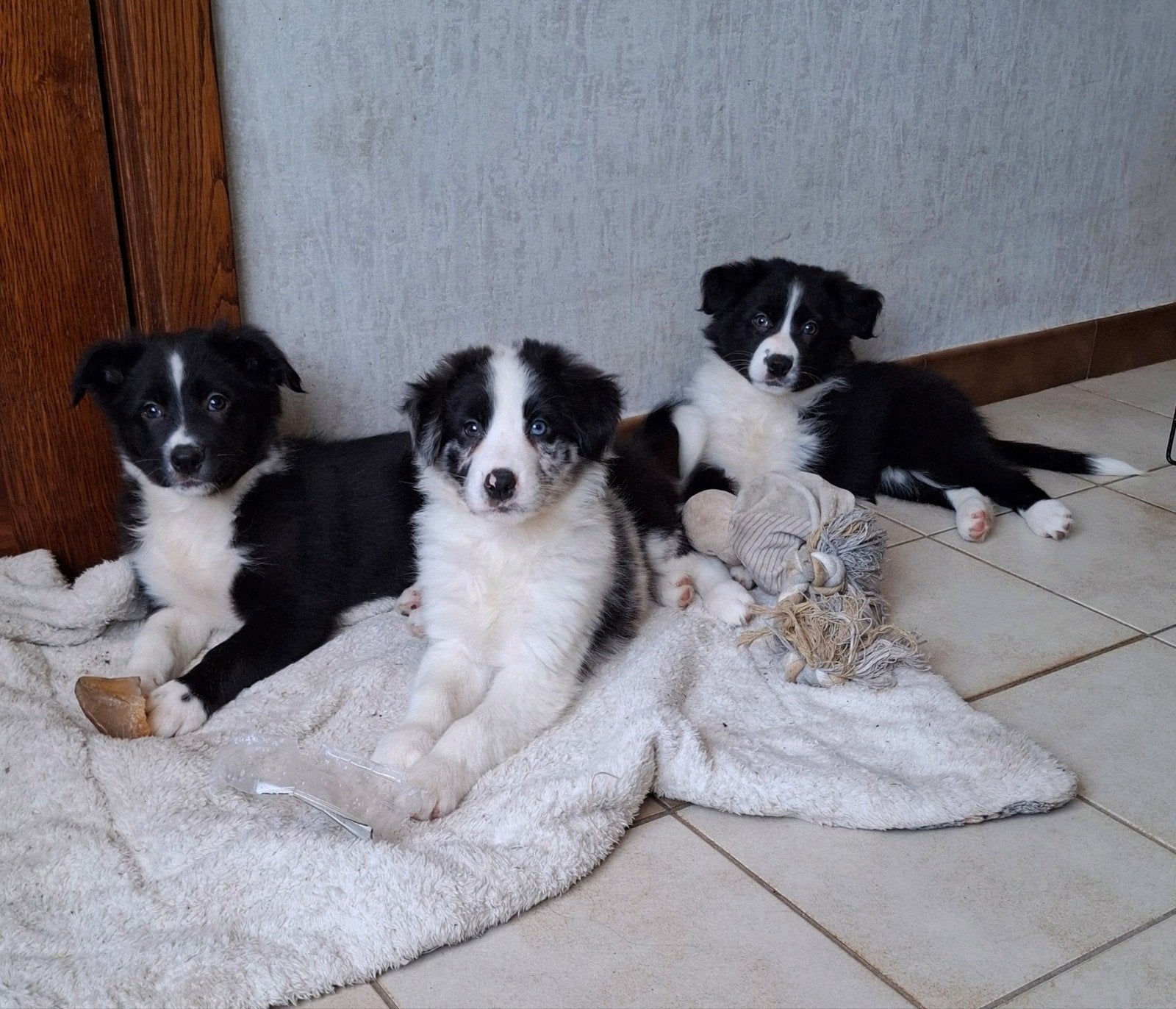 Leuke border collie pups op boerderij ouders aanwezig, Dieren en Toebehoren, België, CDV (hondenziekte), 8 tot 15 weken, Collie