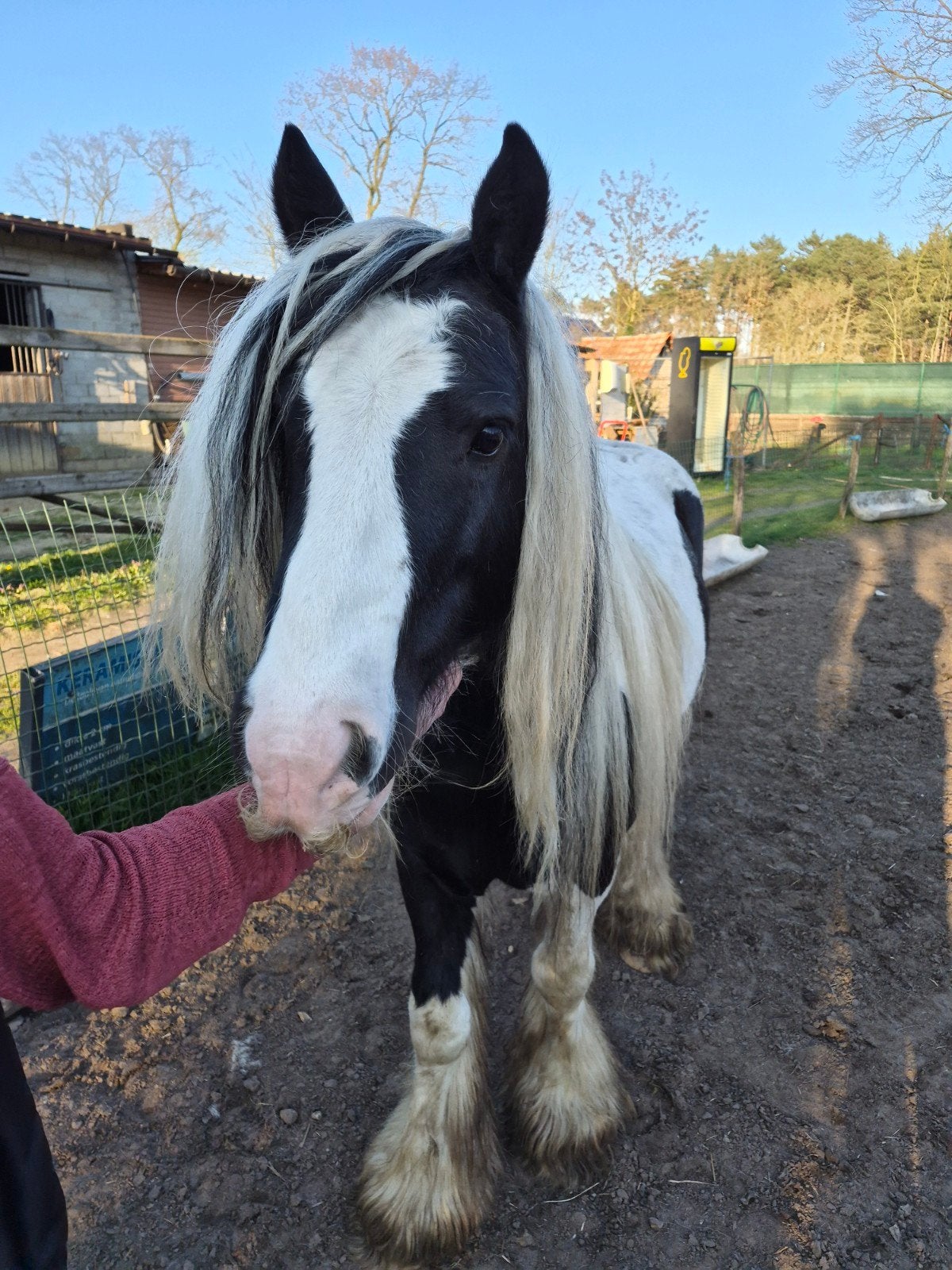 Tinker hengst te koop, Animaux & Accessoires, Chevaux