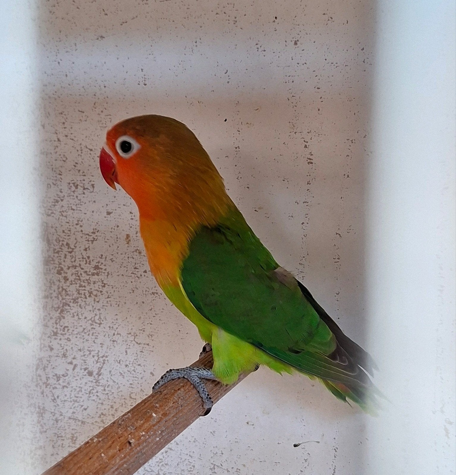 Agapornis Fischeri jongen, Dieren en Toebehoren, Vogels | Parkieten en Papegaaien, Geslacht onbekend, Dwergpapegaai of Agapornis