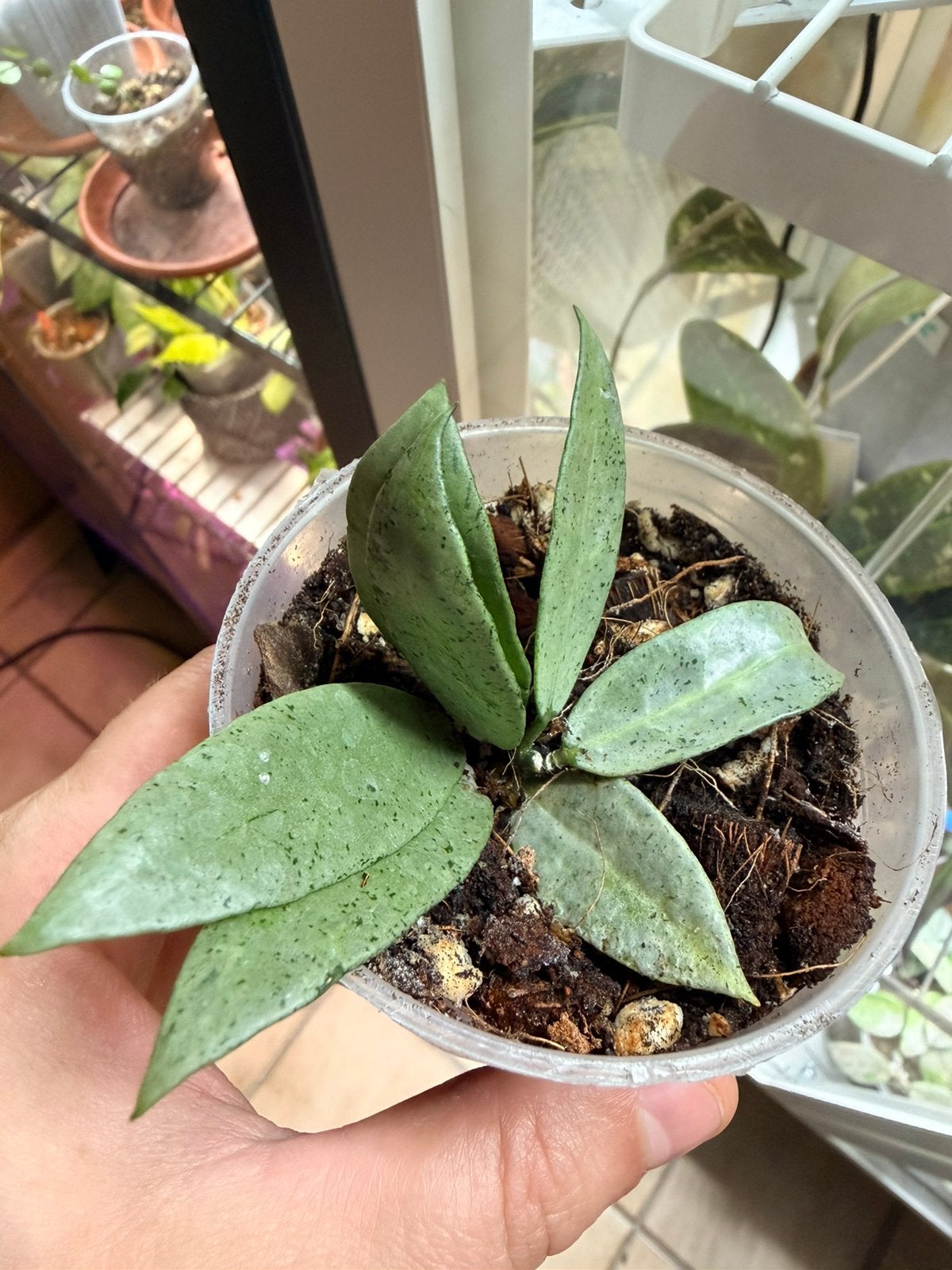 Hoya lacunosa winter pandora rare, Enlèvement ou Envoi