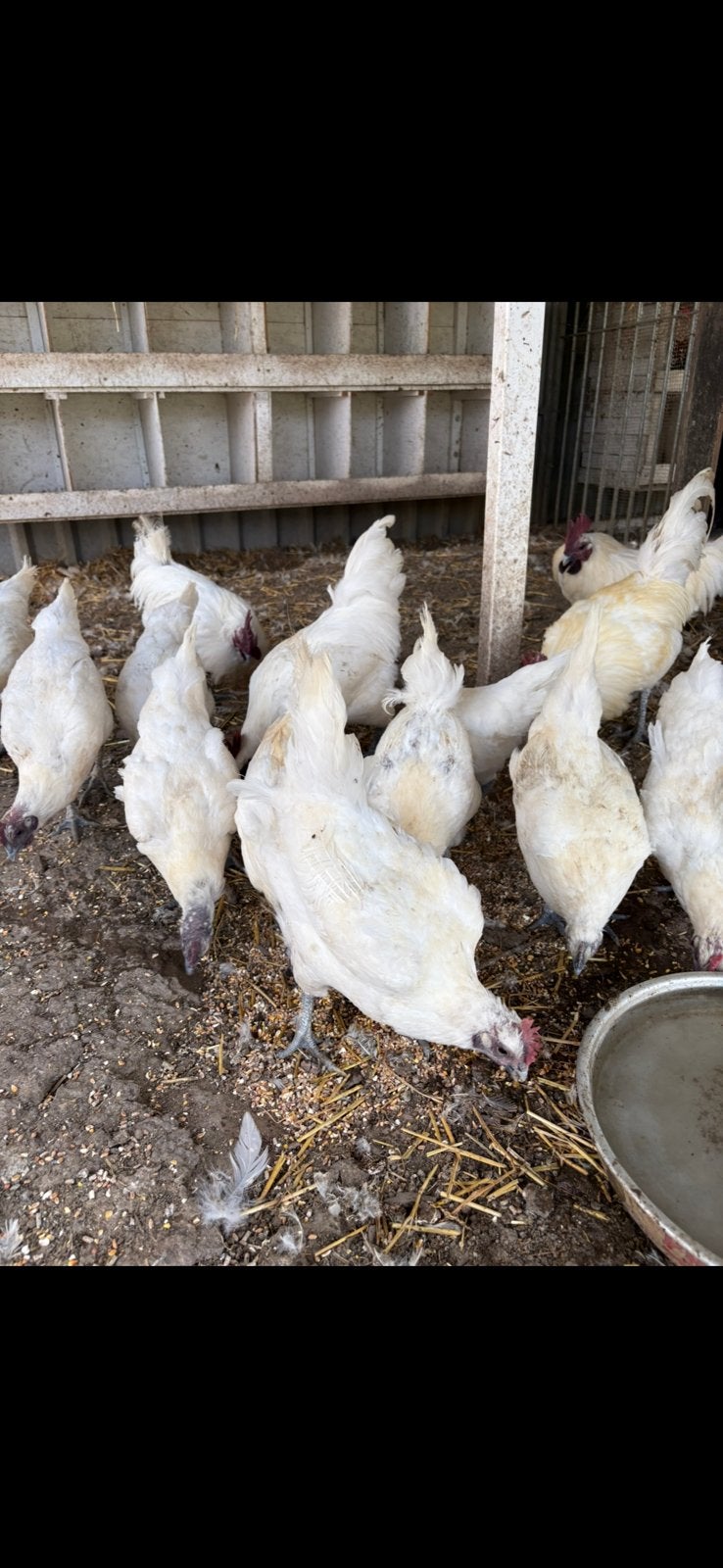 Sortez votre bouche, coqs, Plusieurs animaux, Poule ou poulet