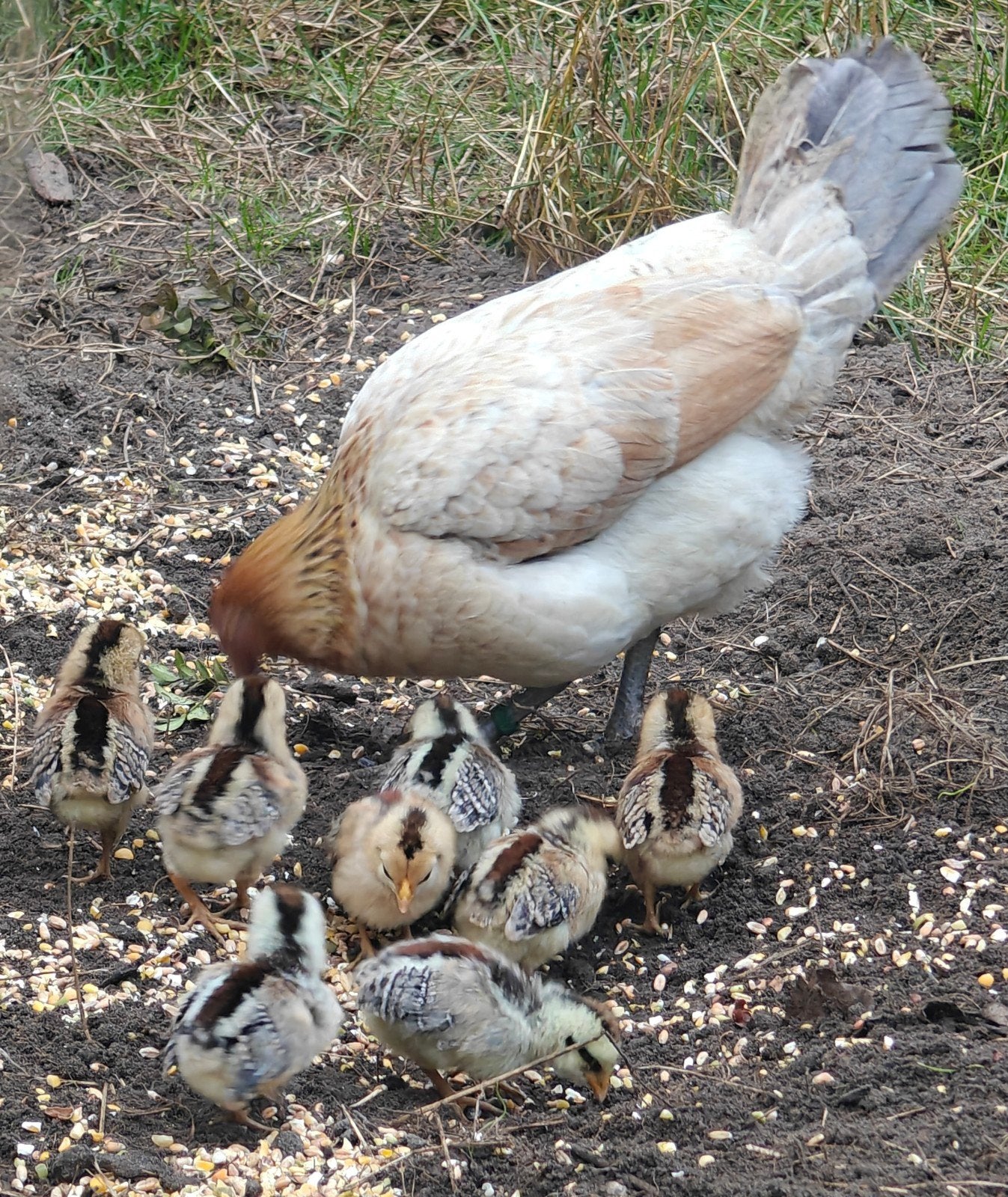 waasse kriel hen en kuikens
