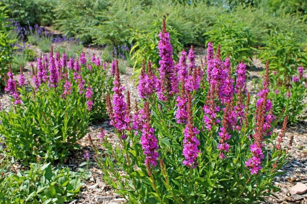 Lythrum sallicaria of Kattenstaart, Tuin en Terras, Ophalen, Vaste plant, Volle zon