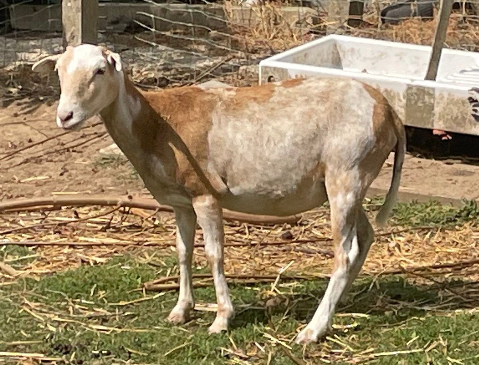 Kameroenschaap