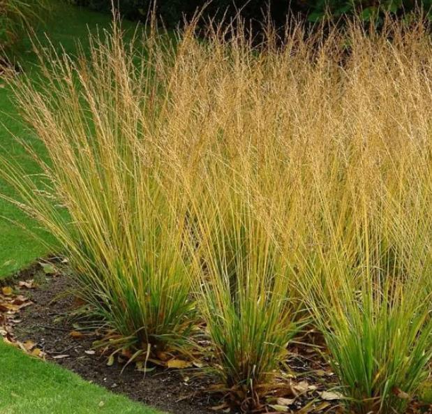 Molinia heidebraut of Pijpenstrootje, Ophalen, Vaste plant, Siergrassen, Volle zon