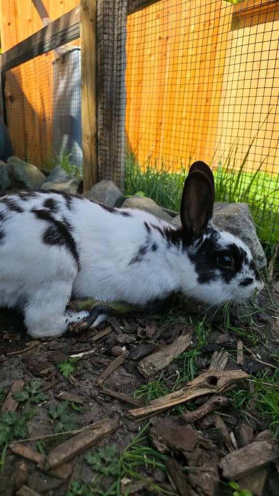 Konijn rammetje 10 maand oud zoekt een goede thuis, Dieren en Toebehoren, Konijnen, Mannelijk, Middelgroot, 0 tot 2 jaar