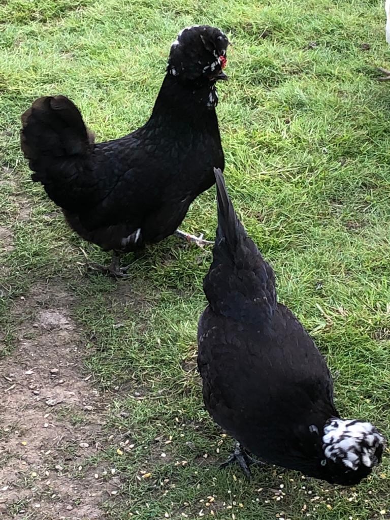 Kippen, Dieren en Toebehoren, Pluimvee, Vrouwelijk, Kip