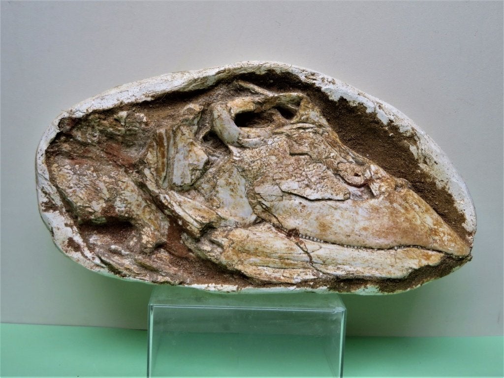 Saurodontid schedel, Verzamelen, Ophalen of Verzenden, Fossiel