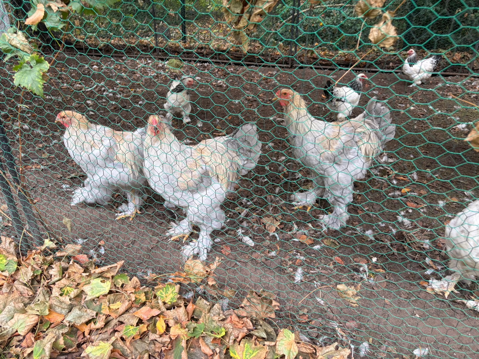 Brahma isabel hanen, Dieren en Toebehoren