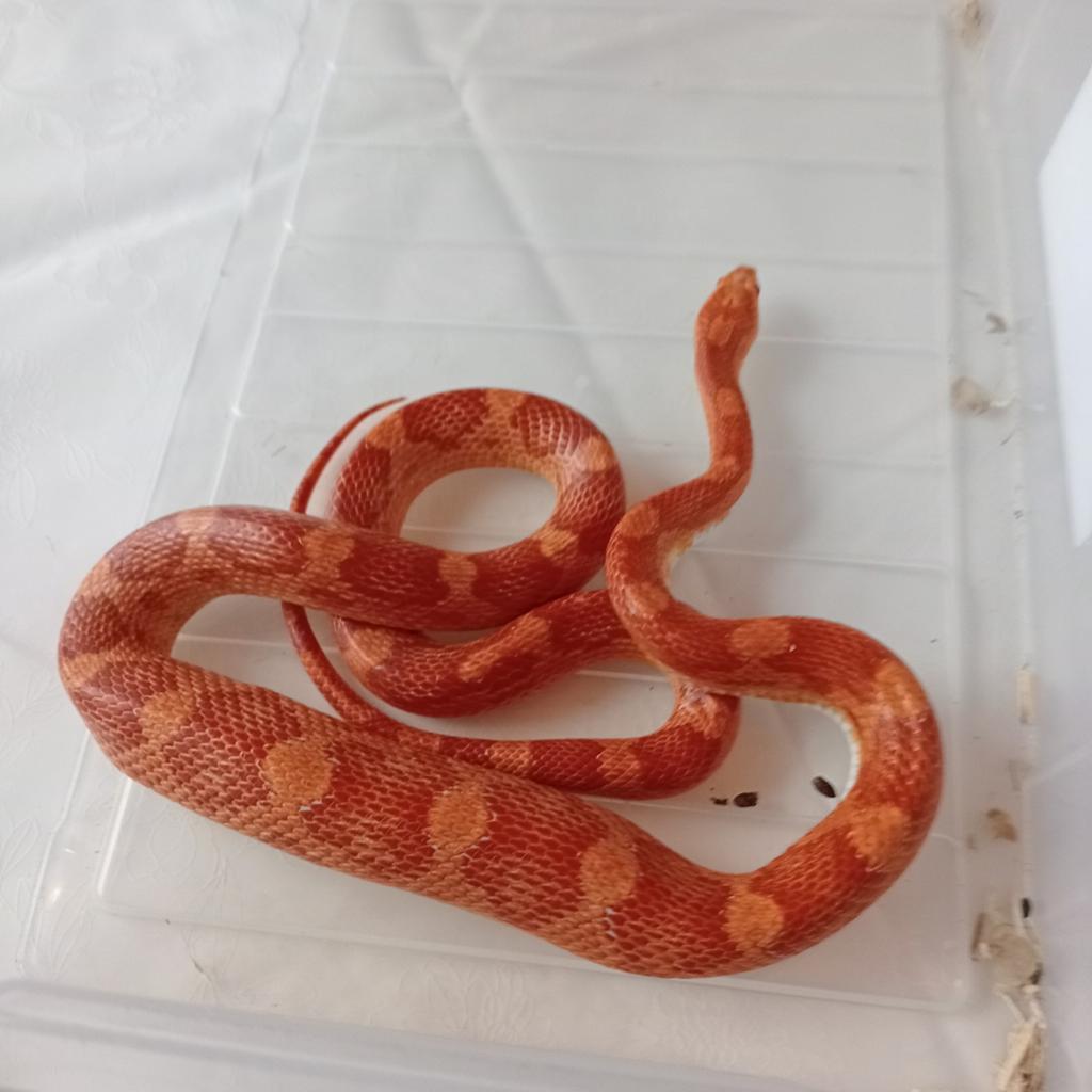 2 korenslangen, Animaux & Accessoires, Serpent, Domestique, 0 à 2 ans