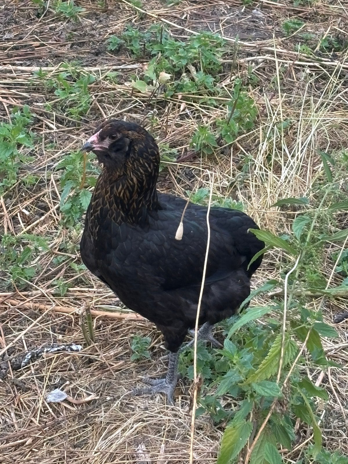 Arcuana/marans kip, Kip