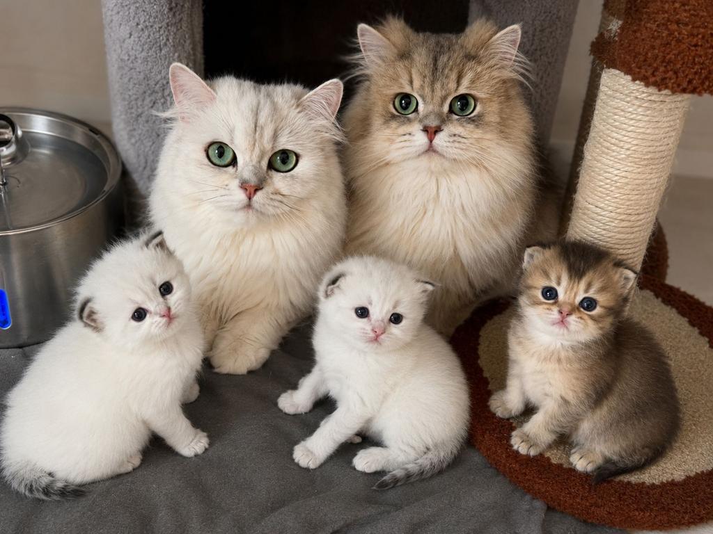 Brits langharig katje met stamboom, Kater, Met stamboom, 0 tot 2 jaar