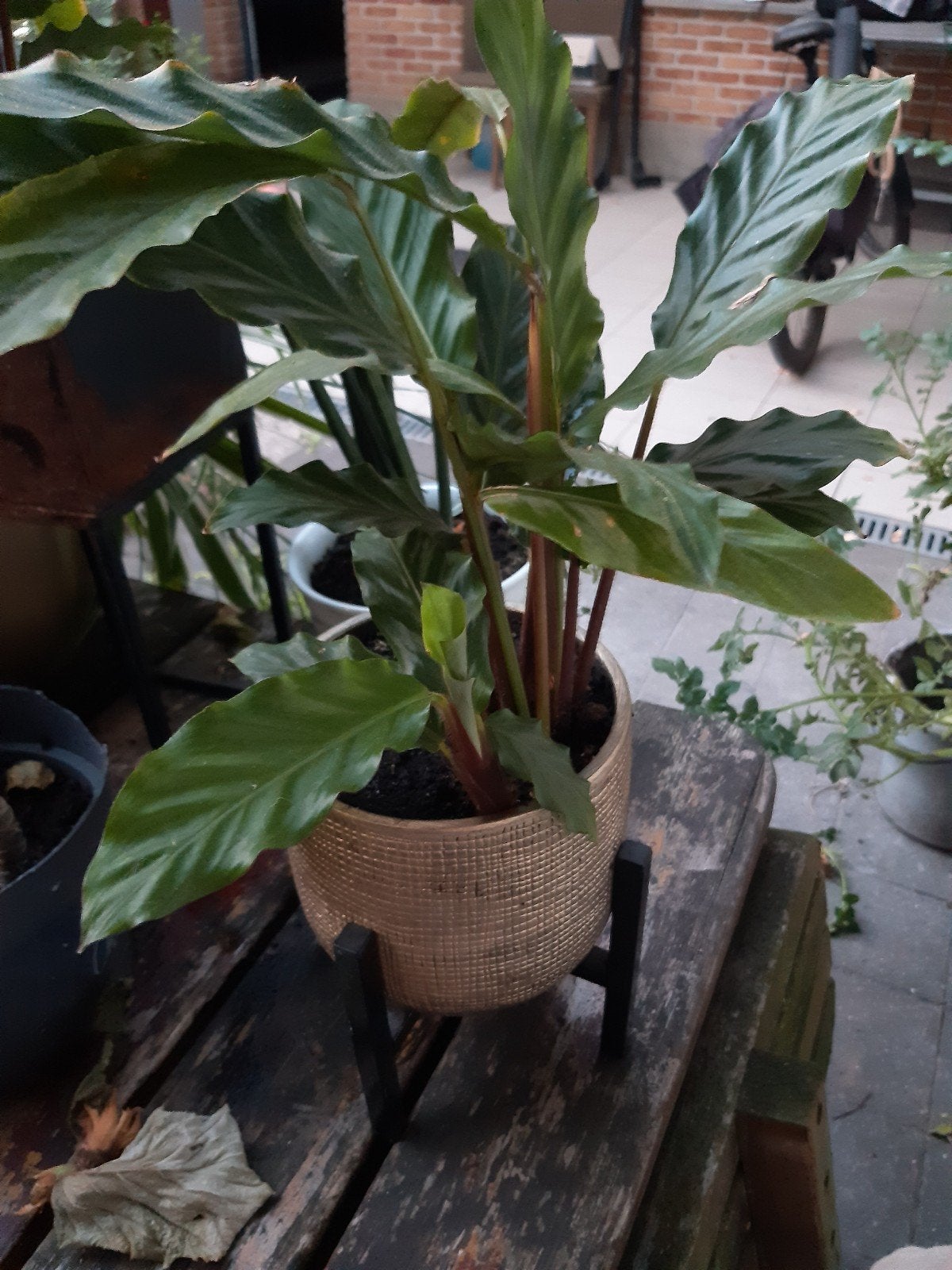calathea, Huis en Inrichting, Ophalen