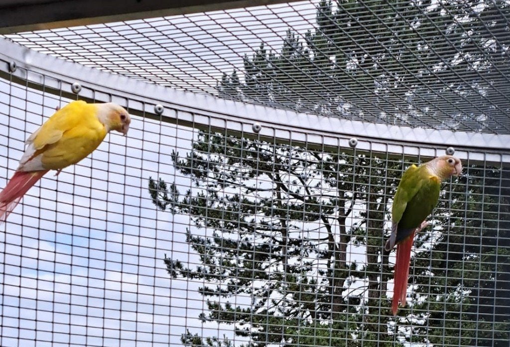 Différents couples de Pyrrhuras ou 'échange, Plusieurs animaux, Perruche, Bagué