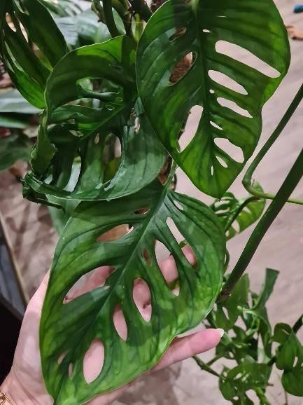Monstera Adansonii, Maison & Meubles, Plantes d'intérieur, Enlèvement ou Envoi