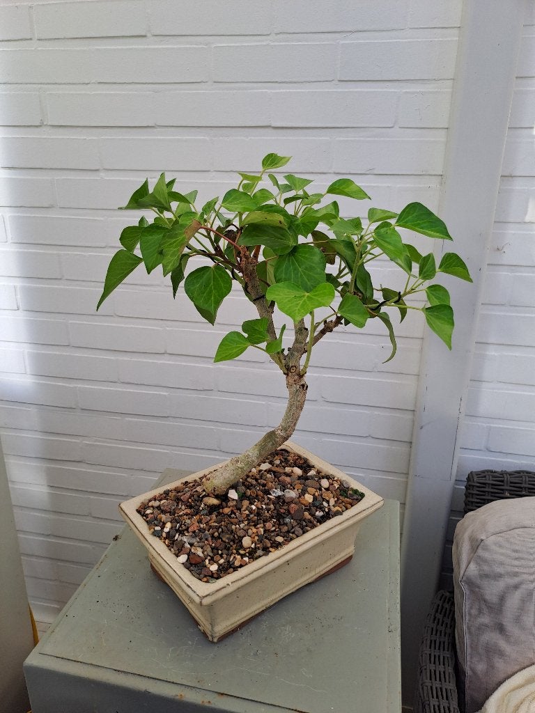 (Pre)bonsai van klimop, Volle zon, Vaste plant, Bloeit niet, Ophalen