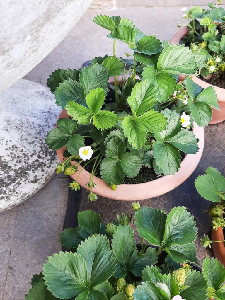 Grands pots de plants de fraisiers avec des fraises, Enlèvement, Hiver