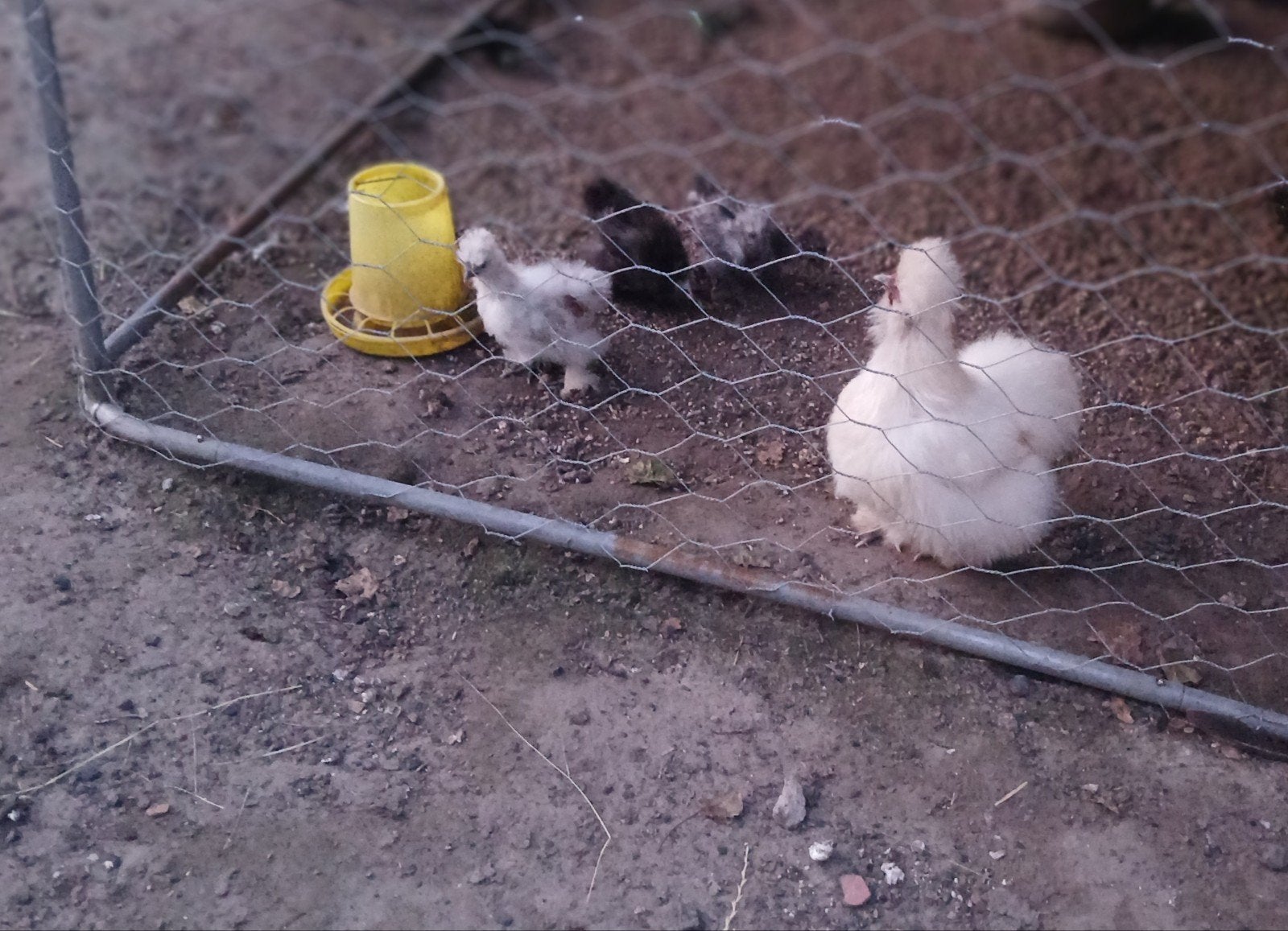 Zijdehoenders koppel met 3 kuıkens