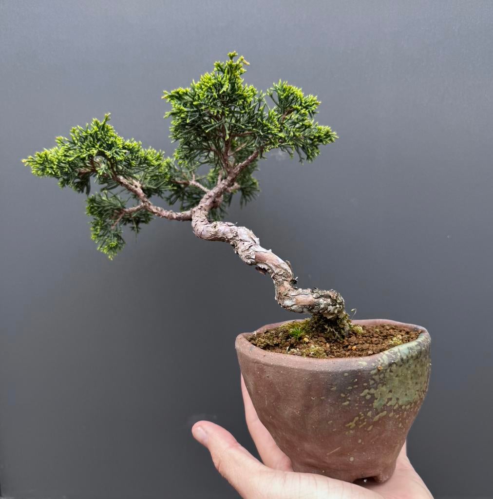Bonsaï Juniperus - Genévrier, Enlèvement