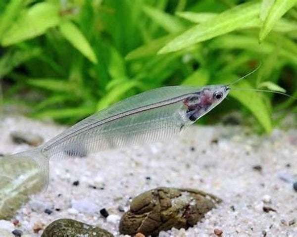koppeltje indische glasmeerval visjes - aquariumvis - vissen, Dieren en Toebehoren, Vissen | Aquariumvissen, Zoetwatervis