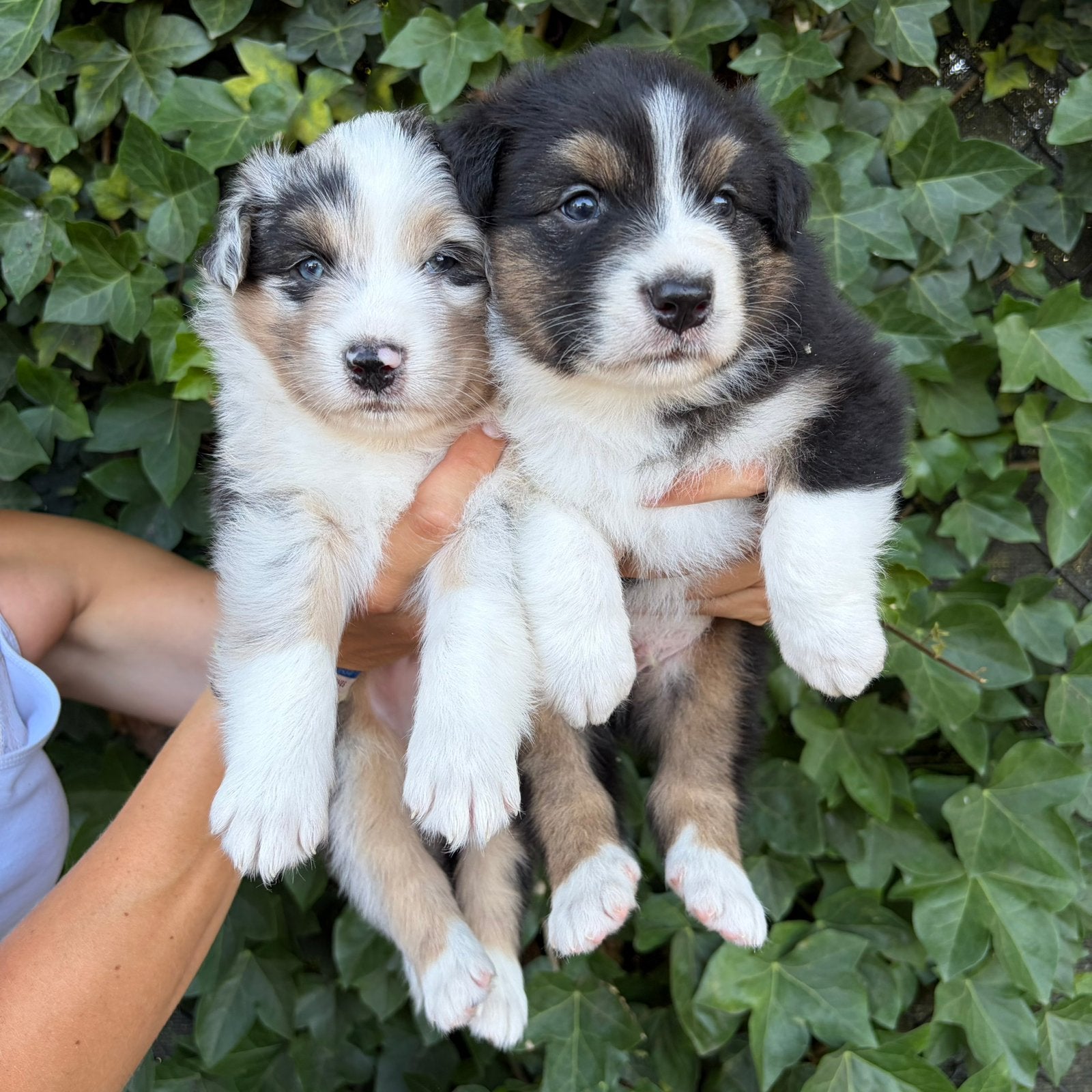 Australische herder pups met stamboom!, Dieren en Toebehoren, België, Reu, 8 tot 15 weken, Meerdere