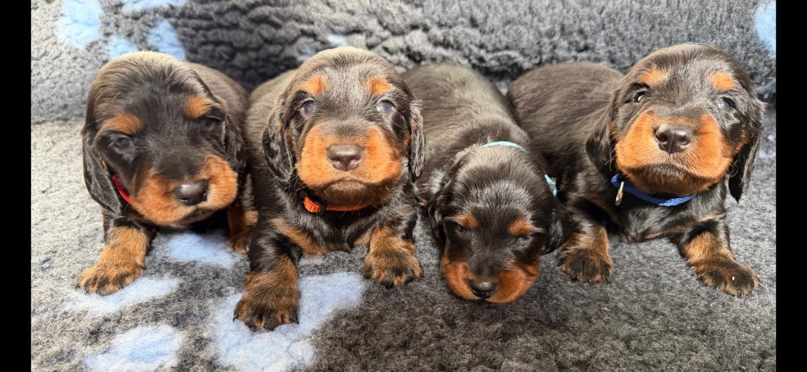 Standaard teckel pups met stamboom, Standard, Maladie de Carré (chiens), 8 à 15 semaines, Poils longs