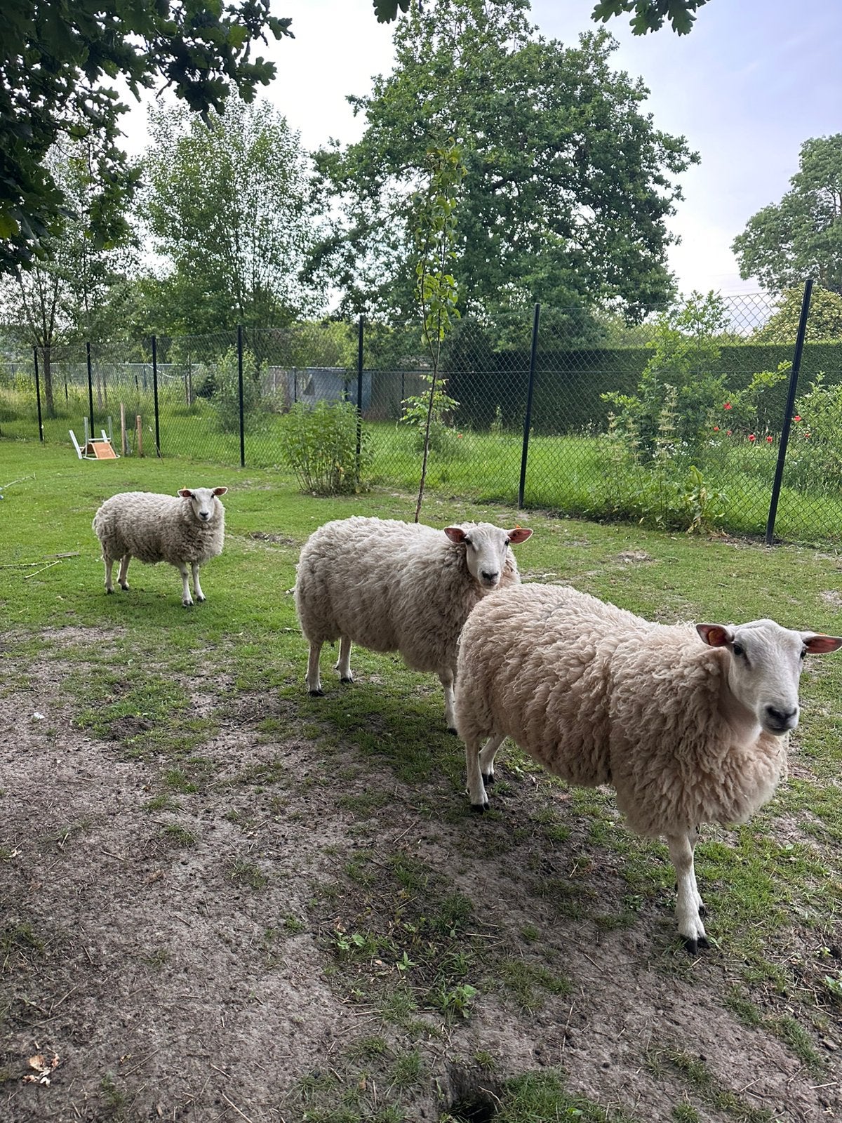 Schapen tekoop, Dieren en Toebehoren, Mannelijk, Schaap, 0 tot 2 jaar