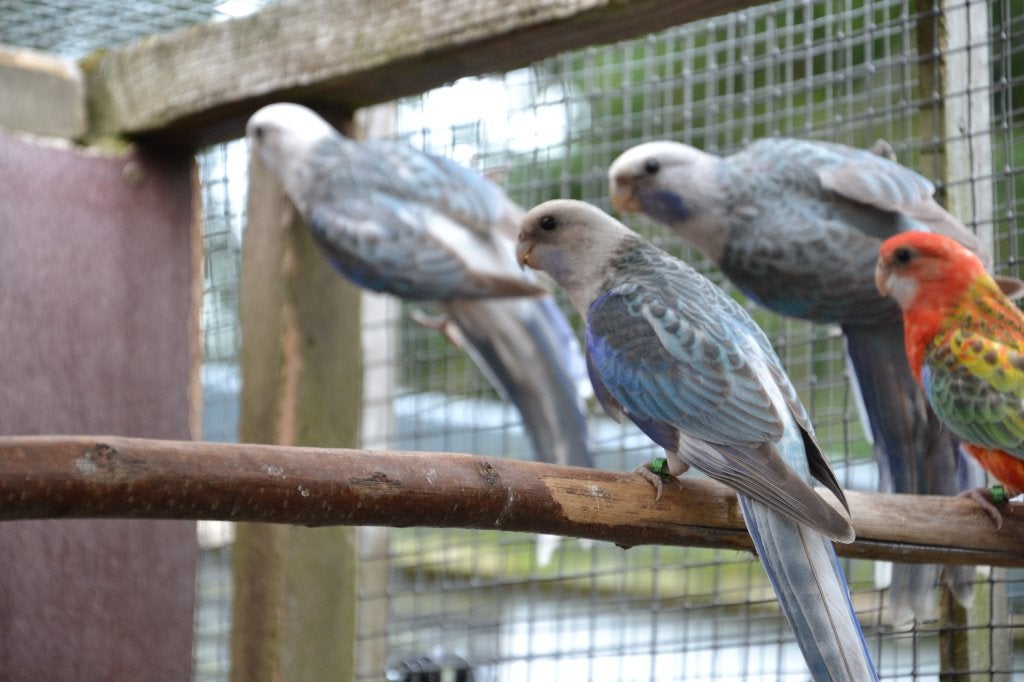 Rosella Parkieten 2026, Parkiet, Geringd