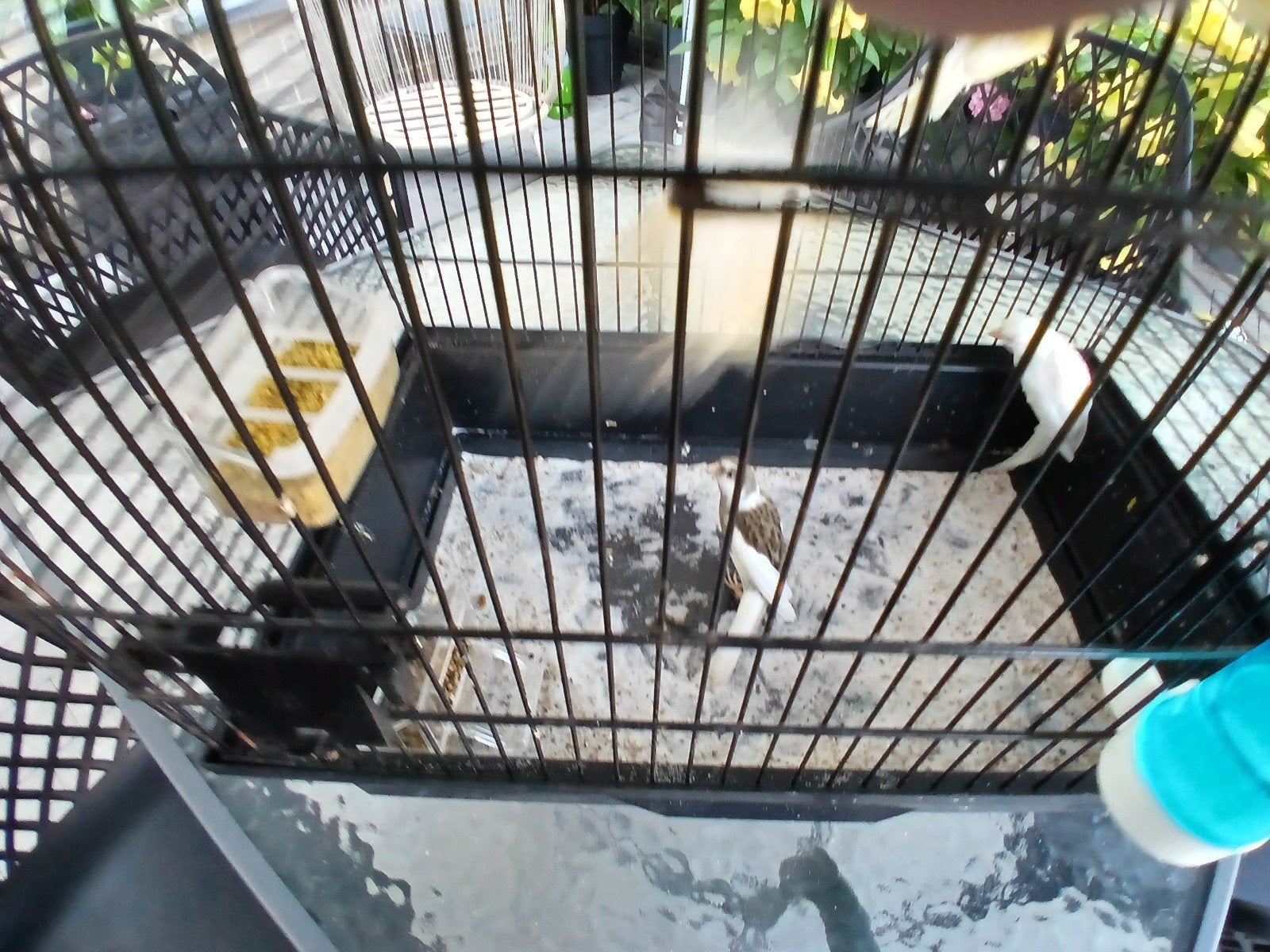 Kanaries, Dieren en Toebehoren