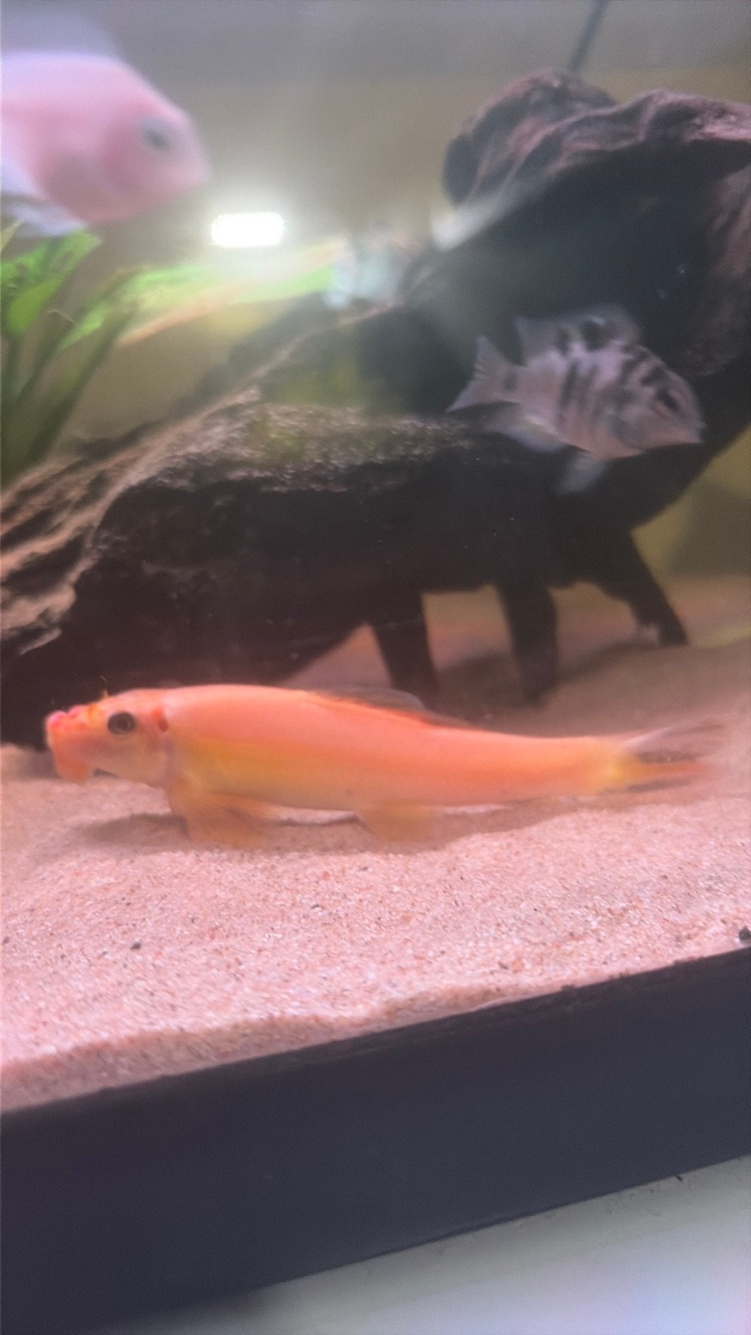 TE RUIL Gouden Chinese algeneter, Dieren en Toebehoren, Vissen | Aquariumvissen, Vis, Zoetwatervis