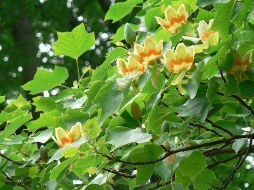 Liriodendron Tulipifera of Tulpenboom, Tuin en Terras, Planten | Bomen, Ophalen, Volle zon, Overige soorten, 100 tot 250 cm
