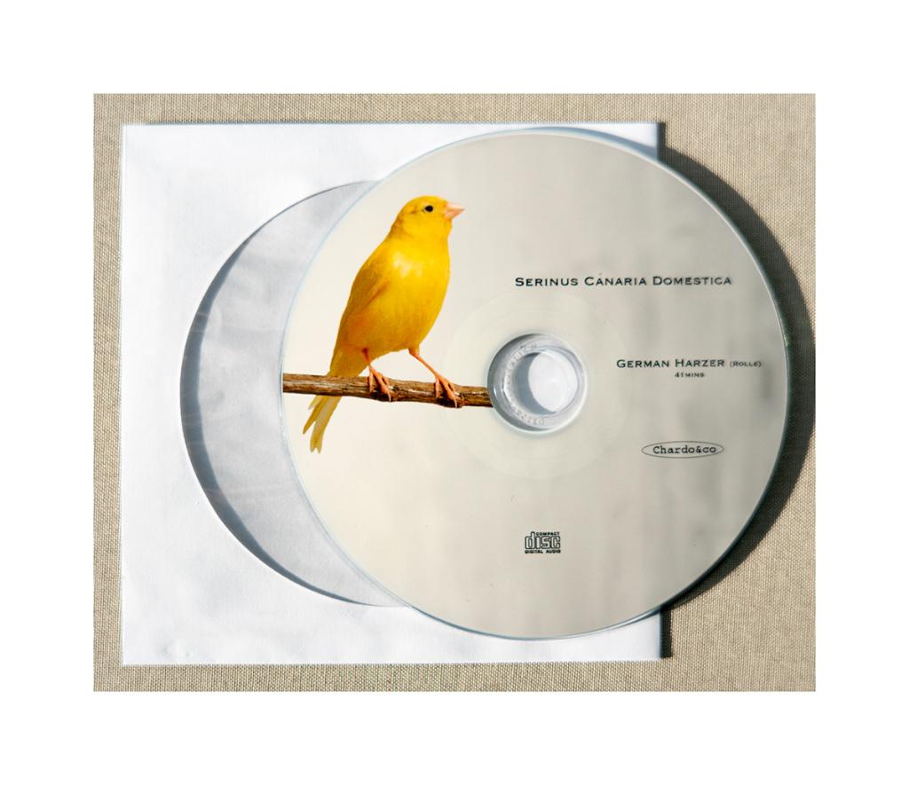 Canari Harzer, Plusieurs animaux, Canari chanteur