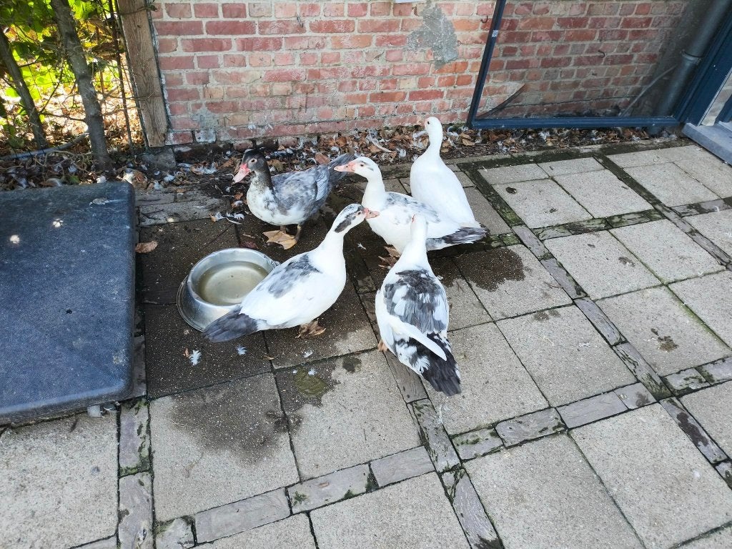 Barbarie eenden te koop, Dieren en Toebehoren, Meerdere dieren, Eend