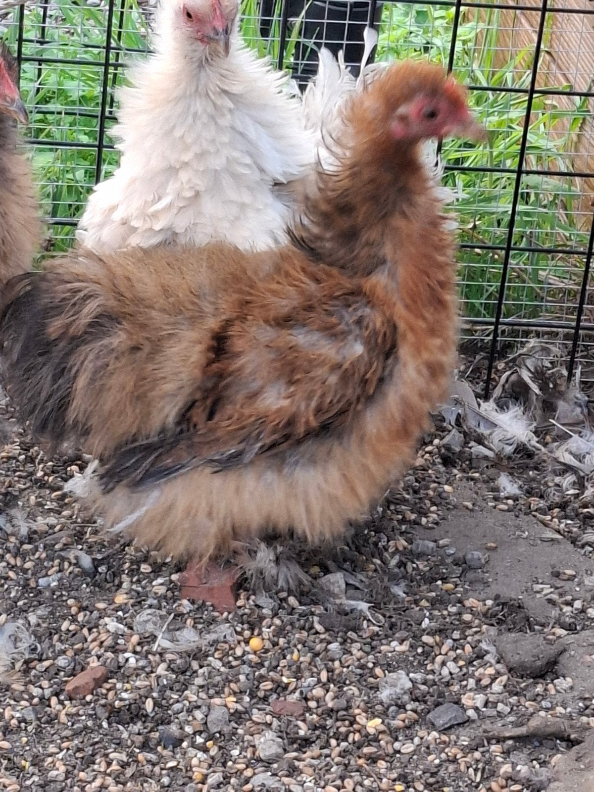 2 cochin hennen, Dieren en Toebehoren, Vrouwelijk, Kip