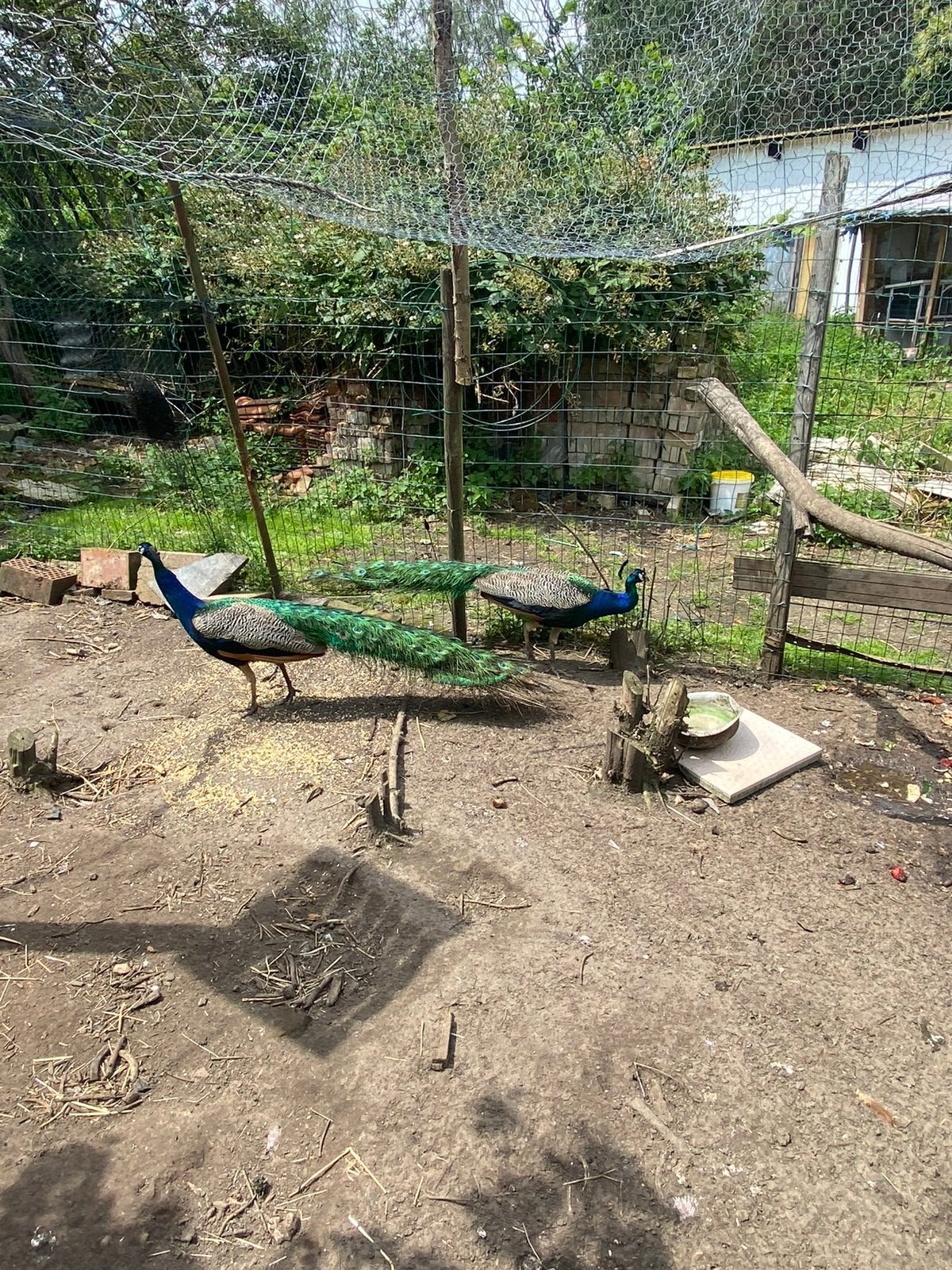 Pauwen te koop, Dieren en Toebehoren