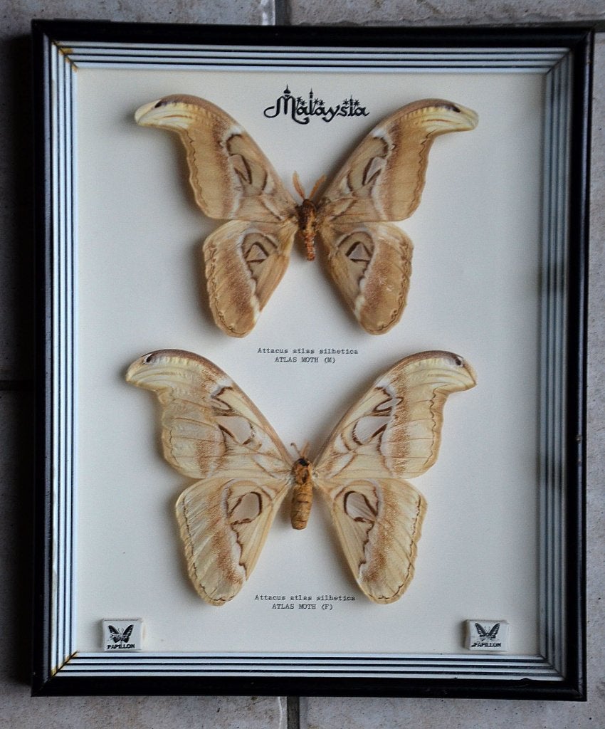 Vlinders Attacus atlas - male & female, Verzamelen, Ophalen of Verzenden, Zo goed als nieuw, Insect, Opgezet dier