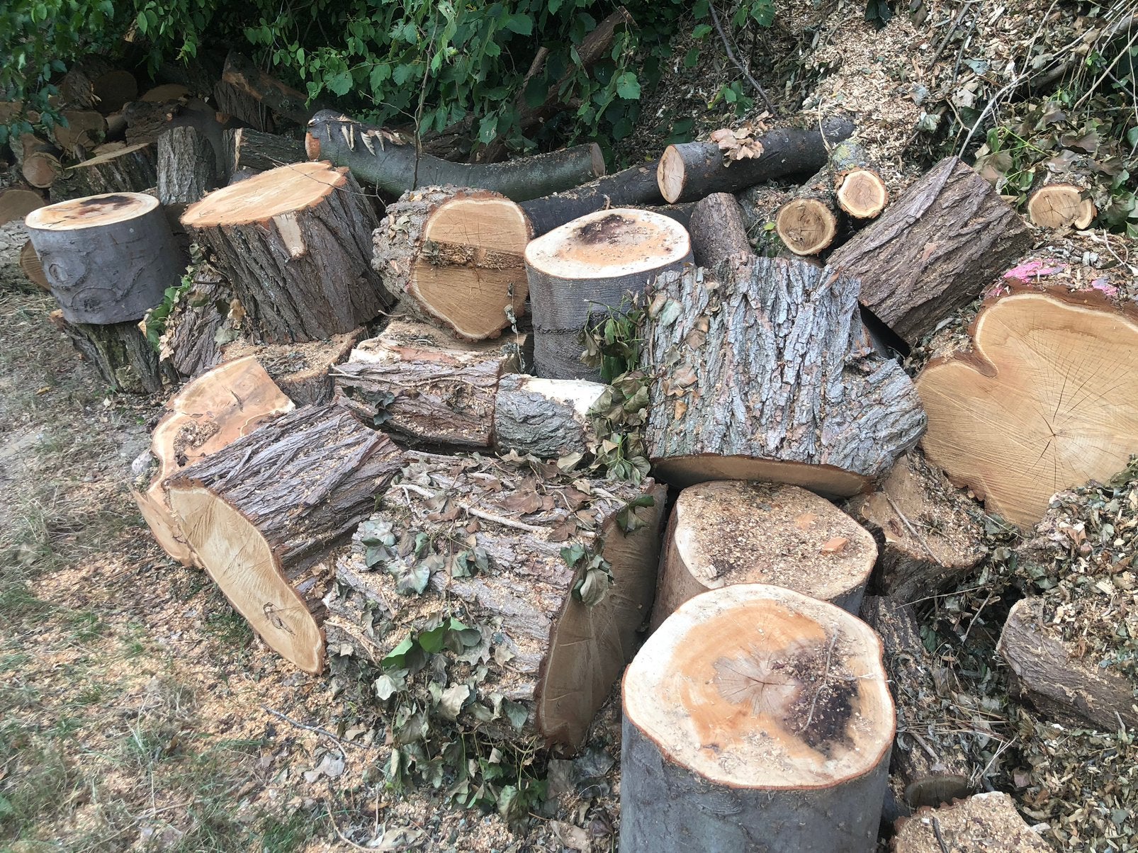 Houtstronken Robinia en beuk (5€ voor 3 stronken naar keuze), Ophalen, Overige houtsoorten