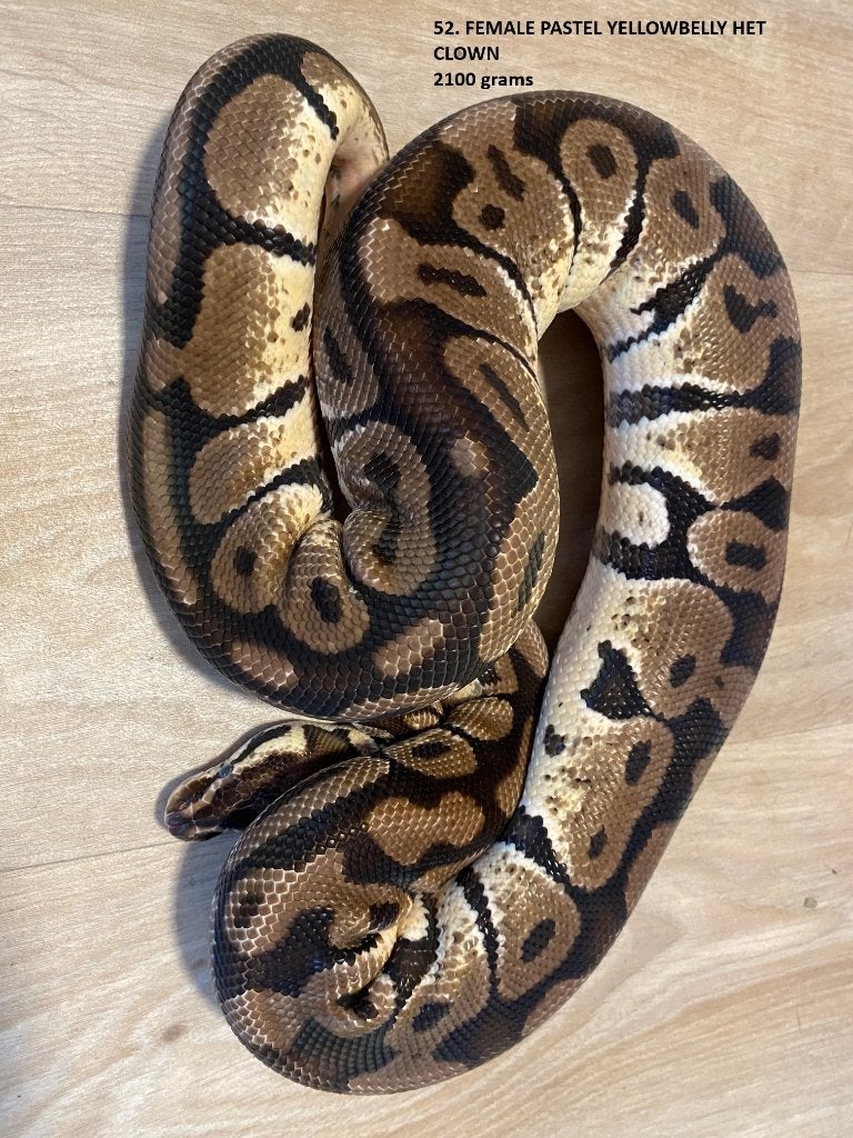Koningspythons half en volwassen kweekdieren deel 3 Ball Python photo 5