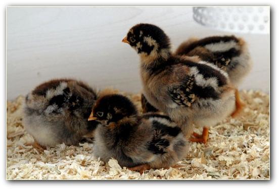 Kuikens van de Barnevelder Wit, en Bruin, Dieren en Toebehoren, Pluimvee, Kip, Vrouwelijk