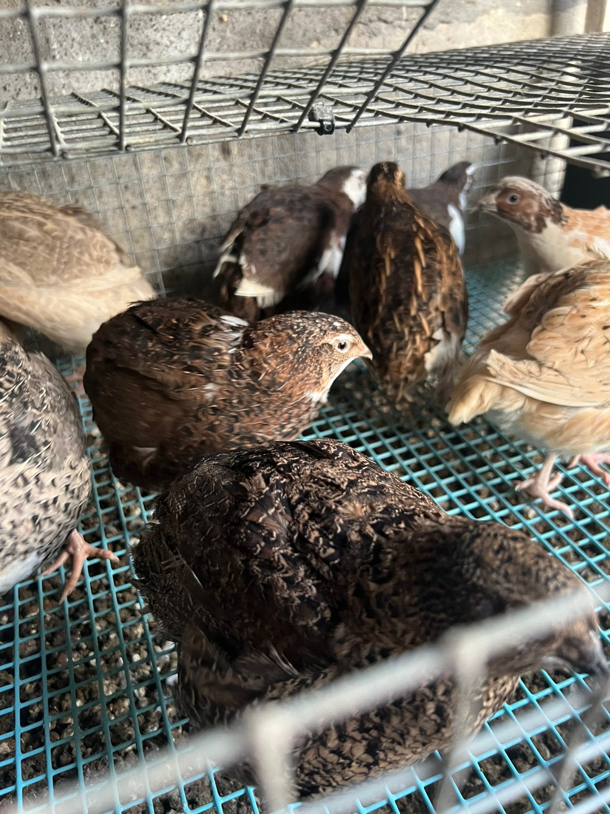 Kwartels eieren, Dieren en Toebehoren, Pluimvee, Overige soorten