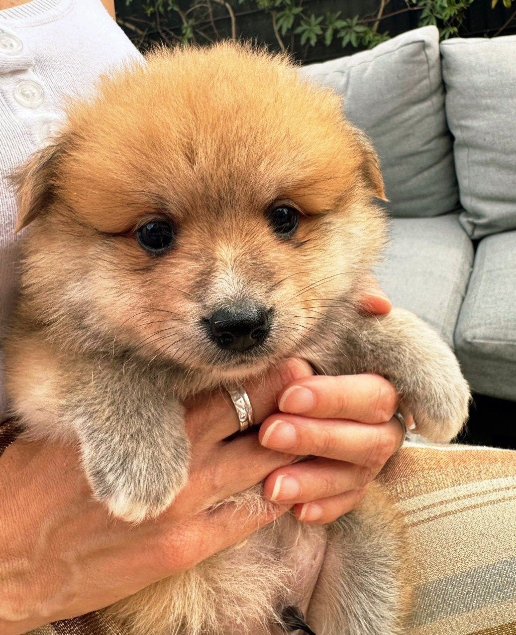 keeshond pup zoekt warm nestje, Dieren en Toebehoren, België, Keeshond, CDV (hondenziekte), 8 tot 15 weken