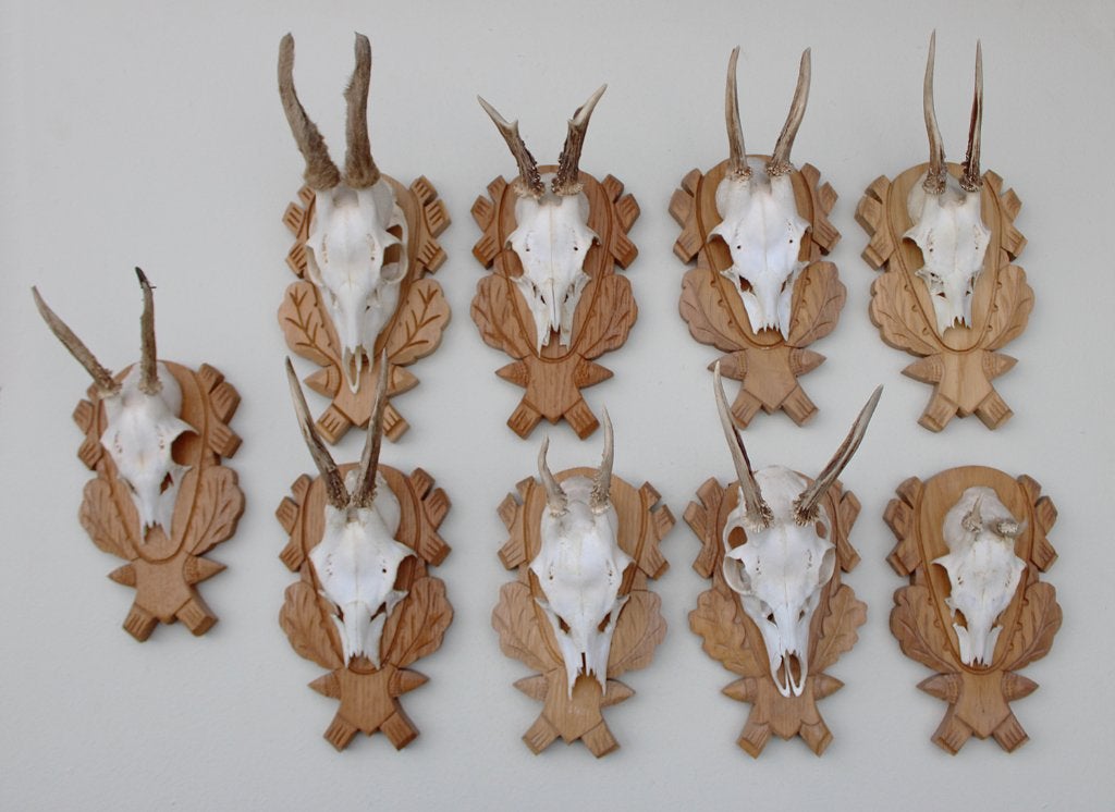 OPRUIMING : 9 x REE GEWEI op houten schild met kaakdeeltjes, Ophalen of Verzenden, Gebruikt, Hert, Gewei of Kop